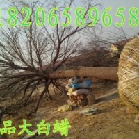 大白蜡，精品白蜡，景观白蜡