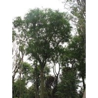 皂角 熟货皂角苗木 四川皂角树 成都万树园林