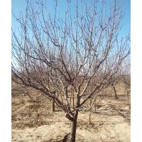 金玉苗木长期供应京红海棠树