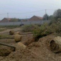 专供国槐5-50公分