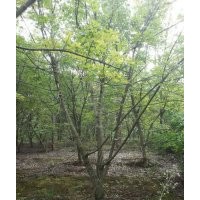 供应元宝枫 成都元宝枫 元宝枫低价 成都万树园林