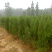 大量高度1.5米侧柏容器苗 价格0.5元 保证质量