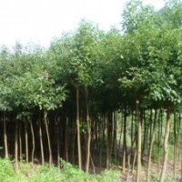 8公分大叶女贞价格