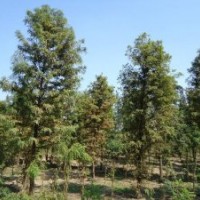 江苏中山杉