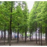 水杉树价格报价分析