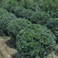 供应大叶黄杨球