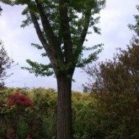 供应80公分枝高度1米5到1米8截杆嫁接银杏，直径70公分，价格280