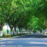 宁夏出售银杏树