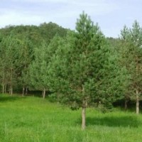 大量供应1.5米-5米油松