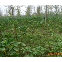 长期供应银杏小苗