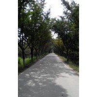 长期供应35公分银杏嫁接树