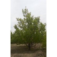 20公分京红海棠树