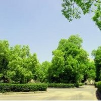 12公分全冠香樟树 野生香樟 22公分移栽骨架香樟价格