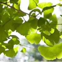 专供银杏实生树，嫁接树