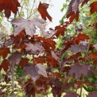 红国王挪威槭 红枫行情 红枫移栽 红枫绿化 红枫真品 红枫查询