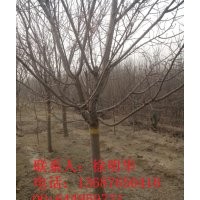 山东雪松基地 山东紫薇基地 山东海棠基地 青岛樱花基地