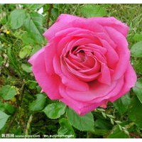 盆装金叶榆，路-地金叶榆-30以上，红玫瑰、连翘、迎春