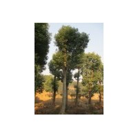 30公分香樟高度8米冠3米价格3500