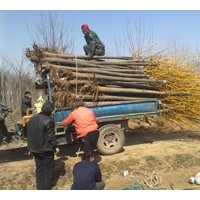 供应5-12公分黄金槐 樱花 西府海棠 红黄玉兰