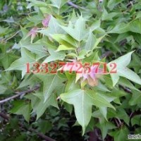 马褂木苗木价格，马褂木价格