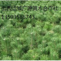 白皮松出售、50-80公分白皮松价格优惠供应