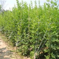 出售速生白蜡 速生国槐 直径1-30公分白蜡 国槐