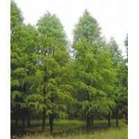 垂柳价格，香樟价格，红玉兰价格