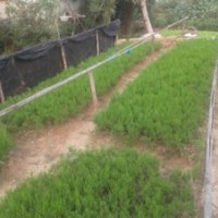 构树价格，蜀桧价格，重阳木价格