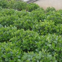 栾树价格，楝树价格，桂花价格