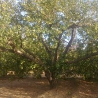 低价出售八棱海棠树