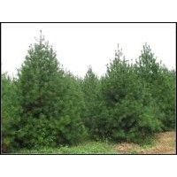 哪里有1-5白皮松？中信苗木合作社