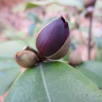 【墨紫含笑 黑杆】 紫色花 阳台花卉盆栽 鲜花园艺 绿植花盆杯苗