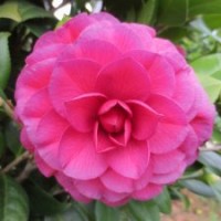 【青叶贝拉】茶花 阳台庭院花卉 鲜花盆栽 绿植园艺 客厅书房植物