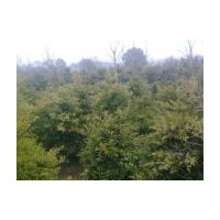 竹柏基地江西竹柏价格