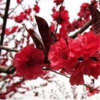 跳搂价出售碧桃红叶碧桃供应碧桃基地