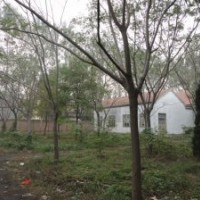 山东合欢树基地合欢树价格