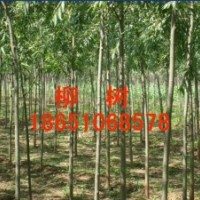 供应山东直柳、山东直柳基地、山东竹柳基地、山东卖竹柳、山东竹