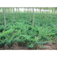 河北金叶榆基地