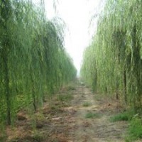 河北的垂柳什么价@@@河北垂柳基地