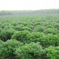 供海桐球，黄杨球，冬青球，火棘球，红叶石楠球，小叶女贞球 卫