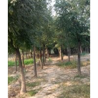 国槐，山东国槐