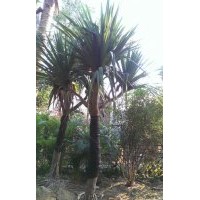 鸡蛋花，苏铁，香樟，虎刺梅，小叶紫薇，海枣，福木，风铃木，高