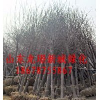 各种大量裸根白蜡全冠白蜡现货