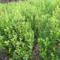 供应：黄杨，大叶黄杨，法青，金边黄杨，洒金柏等苗木。