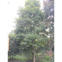 供应桢楠供应桢楠 成都桢楠 四川桢楠价格