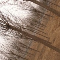 苗圃出售8公分国槐裸截