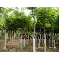 苗圃苗圃急售25公分26公分27公分国槐