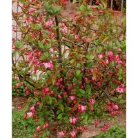 湖南西府海棠树，垂丝海棠，湖南西府海棠价格