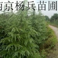 广玉兰 白玉兰 红叶石楠 女贞