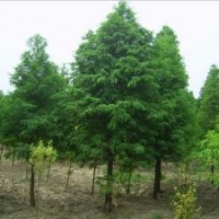 南京中山杉，南京中山杉价格